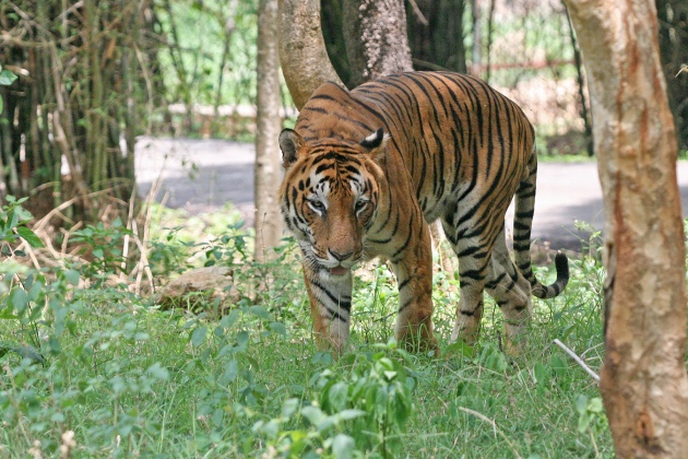 Assam tourist spots  - Manas-National-Park-tiger-resereve