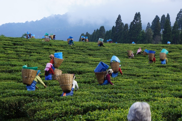 Tea Festival - Assam Tourist Spots